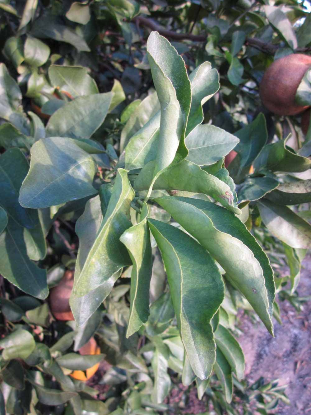            Sun leaves (Winter Haven, FL)   